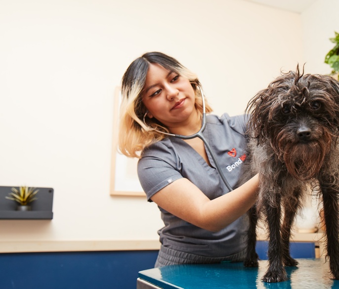 Chicago Gold Coast Animal Hospital & Vet Clinic Bond Vet